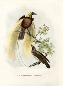 Großer Paradiesvogel, 1864