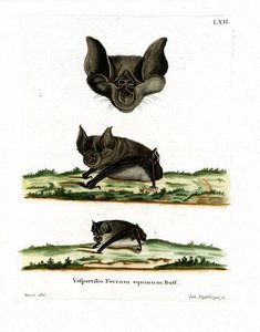 Große Hufeisennase
