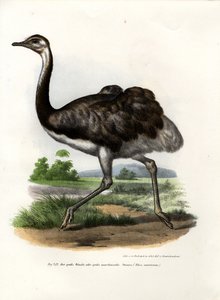 Großer Nandu, 1864 von German School