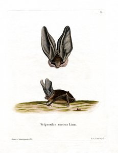 Graue Langohrfledermaus