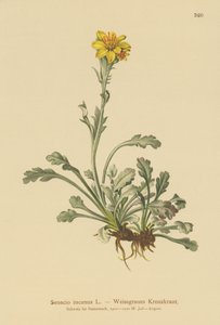 Graues Greiskraut