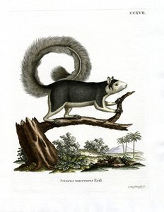 Graues Rieseneichhörnchen von German School