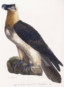 Bartgeier Sonnini