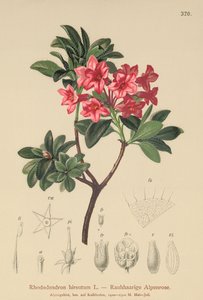 Behaarte Alpenrose von German School