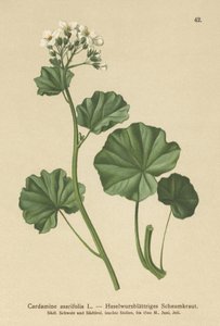 Behaarte Bitterkresse (Cardamine asarifolia)