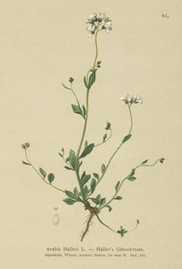 Hallers Gänsekresse (Arabis Halleri)