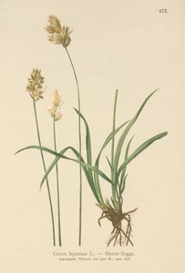 Hasen-Segge (Carex leporina, Carex ovalis) von German School