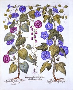 Glockenblume und Winde, aus Hortus Eystettensis, von Basil Besler, 1613