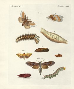 Schädliche Schmetterlinge von German School