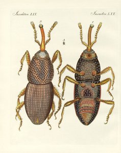 Schädliche Insekten