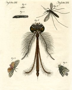 Schädliche Insekten