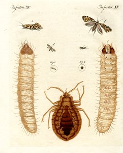 Schädliche Insekten
