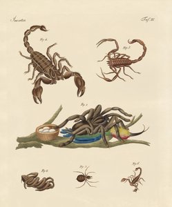 Schädliche Insekten aus heißen Ländern