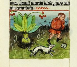 Ernte der Alraune, De Rerum Naturis - Rabanus Maurus, ca. 1425 (Gouache auf Pergament) von German School