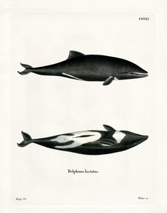 Haviside-Delfin von German School