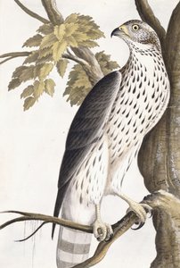Falke, 1750-1800 von German School