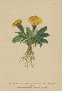 Greiskraut