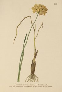 Heide-Lauch (Allium ericetorum, Allium ambiguum, Allium graminifolium) von German School