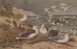 Silbermöwe und Mantelmöwe, Tafel aus Brehms Tierleben: Allgemeine Kunde des Tierreichs, Bd. 6, S. 108, veröffentlicht vom Bibliographischen Institut, 1892