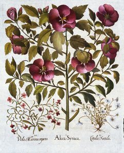 Hibiscus syriacus, Stinkende Kamille, aus Hortus Eystettensis, von Basil Besler, 1613 von German School