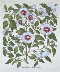 Hibiscus syriacus, aus Hortus Eystettensis, von Basil Besler (1561-1629), veröffentlicht 1613