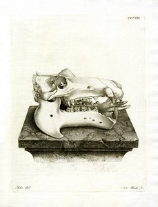 Nilpferdschädel