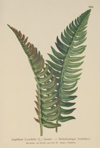 Stechfarn (Aspidium Lonchitis, Polystichum lonchitis)