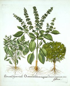Heiliges Basilikum und zwei weitere Basilikumsorten, aus "Hortus Eystettensis" von Basil Besler