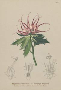 Gehörntes Teufelskrallenblümchen