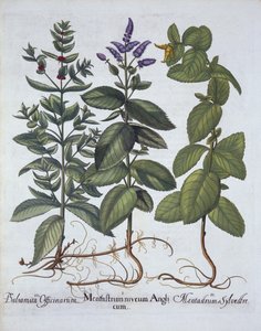 Rossminze und Grüne Minze, aus Hortus Eystettensis, von Basil Besler (1561-1629), veröffentlicht 1613