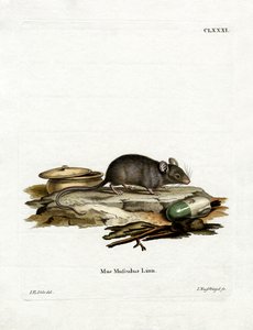 Hausmaus von German School