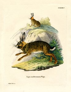 Iberischer Hase