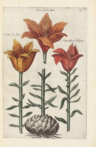 Illustration aus "Florilegium ... tractans de variis floribus et aliis indicis plantis as vivum delineatum in duabus partis et quatuor linguis concinnatum" von Emanuel Sweert, 1612-14