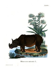 Indisches Nashorn