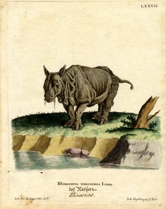 Indisches Nashorn