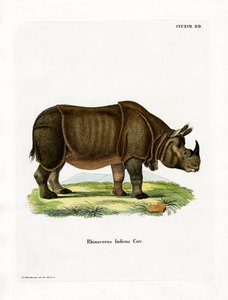 Indisches Nashorn