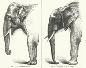 Indische und afrikanische Elefanten (Stich) von German School