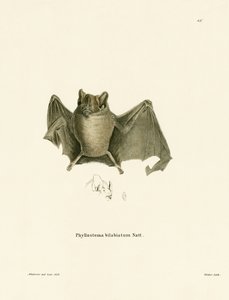Ipanema-Fledermaus