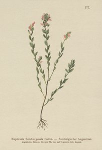 Irisches Augentrost (Euphrasia Salisburgensis) von German School