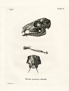 Java-Maus-Hirsch