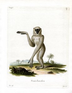 Javanischer Silberner Gibbon von German School
