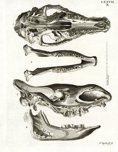 Kieferknochen
