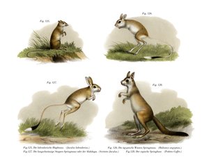 Springmaus von German School