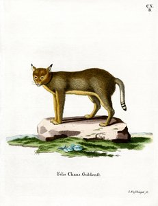 Dschungelkatze von German School