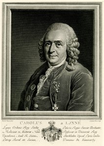 Karl von Linné von German School
