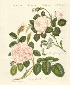 Rosenarten
