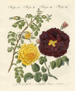 Rosenarten