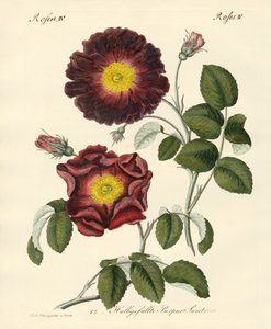 Rosenarten
