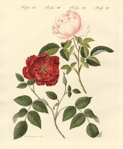Arten von Rosen