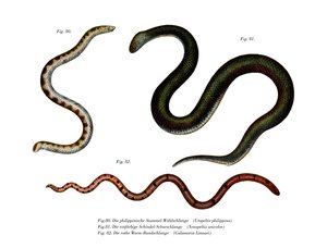 Große Schildschwanzschlange (Farblithografie)